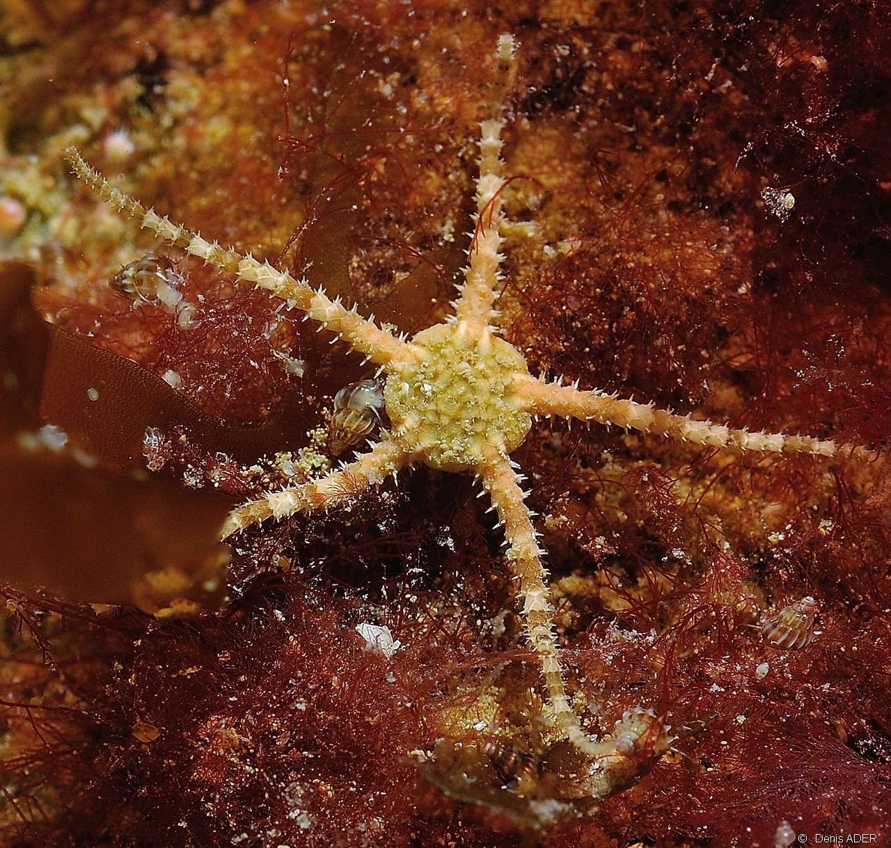 Ophuira-albida-Belle ile Basse Palais-18m-20160630-Denis-ADER-DSC_8290_tn.jpg